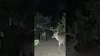 🦌 Big Whitetail Bucks FEAST at the Boss Buck Feeder 🌙  Trail Cam Catches Midnight Visitors! 😱