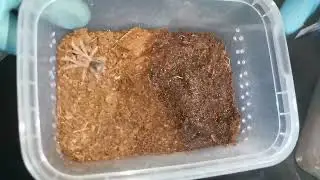 Przeprowadzki. 😁😁 pampuchy i nie tylko.
