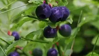 The Top Health Benefits of Bilberry 🫐
