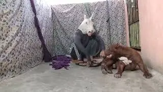 Nice Dog #lekthebestkennel