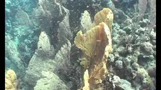 Amazing Coral Reef Gardens In The Red Sea, Egypt