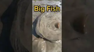 Amazing video of fishing in the mud#fish_traps#shortsvideo