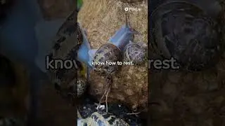 Top 3 Weird facts about Snails | Yagami Facts #animals #didyouknow #shortsviral #yagamifacts