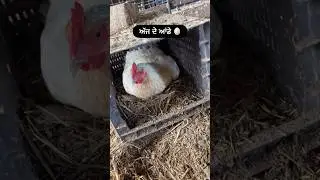 Karlo Fir SUBSCRIBE #egg #farming #farm #punjab #india #pakistan #love #chicken #viral #trending #❤️