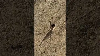 Easy Way To Catch A Snake
