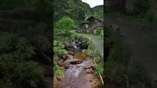 Beautiful Forest Videos | Forest Life | Nature 4k Videos | Peaceful Life | Short Videos