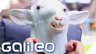 Dialekt-Quiz: Was bedeuten diese skurrilen Worte? | Galileo | ProSieben