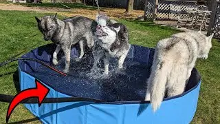 This Is the PERFECT Pool For Your Dogs!