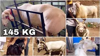 Exotic Goats & Heaviest Turkey Dumba in Pune at Al Muqaddas Goat Farm