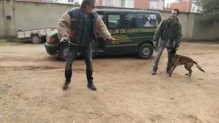 ATAQUE MALINOIS, DEFENSA PERSONAL