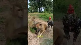 Friendship between monkey, dog and rooster #shortvideo
