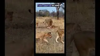 क्या ये इंसान को मार सकता है #shorts #shortsvideo #shortsfeed