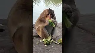 Monkey eats lotus fruit #monkey #love #monkeyaround #monkeybusiness
