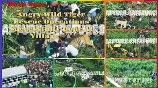 Angry Wild Tiger Rescue Operations Successfully Done At Village😡🐅🙏#angry #tiger #wildanimals #nepali