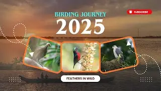 My Birding Journey 2025 #birds #birdsofindia #2025  #byebye2025