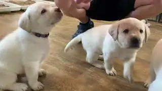 Lab Puppies Try BIG BOWLS for the First Time 😄