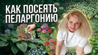 Как посеять пеларгонию. Тонкости выращивания пеларгонии из семян