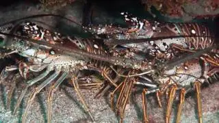 St. Kitts & Nevis: A Prime Dive Destination