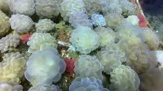 Banyuwangi, élevage de coraux en mer en indonesie