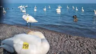 Precious time with trumpeter swans so close 