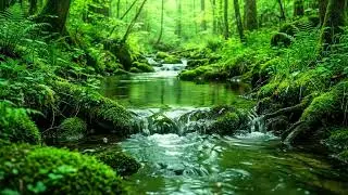 Gentle Flowing Stream with Forest Birds Singing, Relaxing Nature Sounds for Sleep, Calm, and Focus