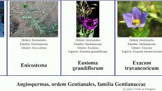 Angiospermas, ordem Gentianales, fam&iacute;lia Gentianaceae japonicum angiosperms racemosa frutescens