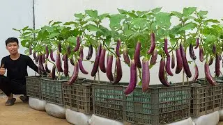 [Home Gardening] I wish I discovered this eggplant growing trick sooner