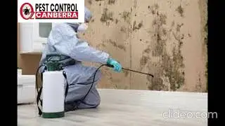 Rodent Control Canberra | Pest Control Canberra | Pest Control in Canberra | Canberra Pest Control