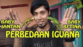 CARA MELIHAT PERBEDAAN BABY IGUANA JANTAN DAN BABY IGUANA BETINA.