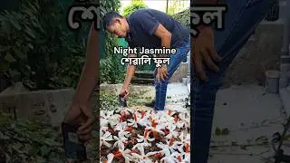 Night Jasmine Flowers✨Peaceful Morning #assamesefarmer #shorts