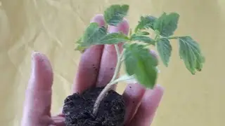 ✔Como y Cuando  TRASPLANTAR Los TOMATES en Macetas y en Tierra (Parte 2)