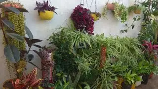 Beautiful ornamental plants in my Mummy's Garden