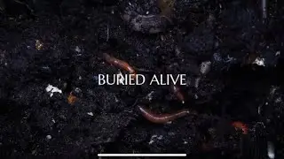 Perfect Nightmare - Buried Alive (Visualizer)