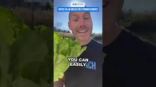 The Surprising Health Benefits of Romaine Lettuce 🥬