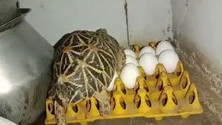 ⭐Star Tortoise in my house(2)