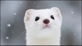 Yellow-throated Marten, DAMBI #animals #marten