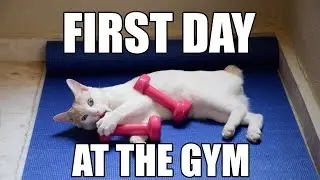 Chapy Cat at the Gym - Time to Exercise