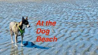 The Dog Beach