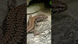 Lucertola muraiola (podarcis muralis)