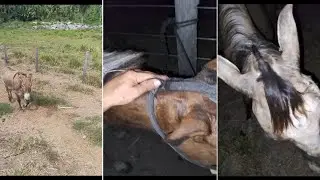 tozando os animais,pegando a tropa para corta a crina!#ro&ccedil;a #sitio #vidanaro&ccedil;a #tropa #cavalo