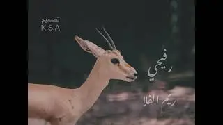 رفيحي / ريم الفلا / اداء حازم الوابصي