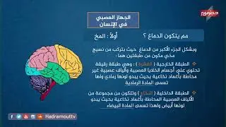دروس تعليمية - أحياء ( الجهاز العصبي في الانسان )