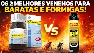 🏆 K-Othrine SC 25 Bayer / Raid Aerossol Mata Baratas - Melhores Inseticidas
