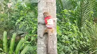 One Day of MonKey koka | @kokaMonkey