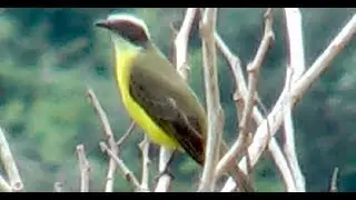 Social Flycatcher Myiozetetes similis Bienteveo Sociable