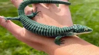 Mexican alligator lizardReptiles