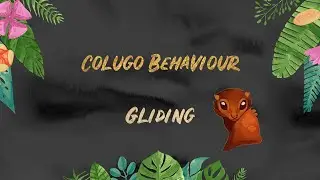 Colugo Behaviour: Gliding