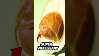 The TOP 5 Highest Fiber Foods (Number 3 Will SURPRISE You) | Get Good Daily #Shorts