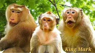 🐒 Unbelievable Monkey Love Story ❤️ Jinx Ignores Pongo, But King Mark Becomes Her Best Guide