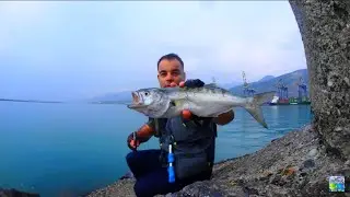 Savage Gear Panic Prey V2 İle Heyecan Dolu Bir Lüfer (Bluefish) Avı.
